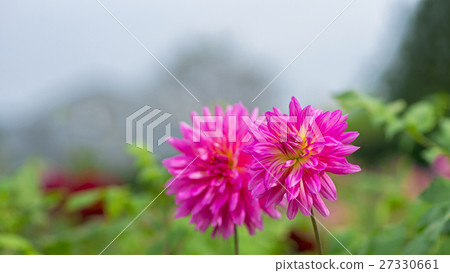 Dahlia 16: 9 27330661
