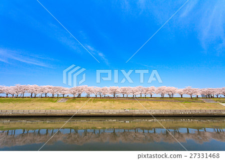 Arakawa Akabane Sakurada Ramada櫻花樹在綠地 27331468
