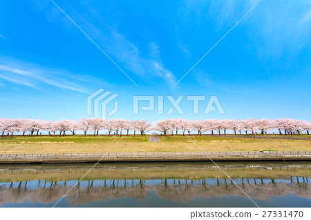 Arakawa Akabane Sakurada Ramada櫻花樹在綠地 27331470