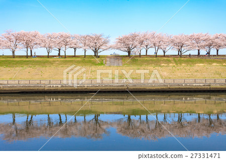Arakawa Akabane Sakurada Ramada櫻花樹在綠地 Arakawa Akabane Sakurada Ramada櫻花樹在綠地 27331471