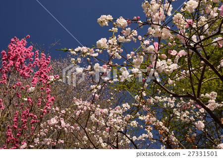 图库照片: 花茎 桃子 桃花