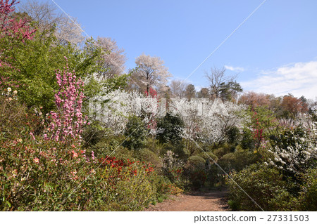 Oikuri Hanayama的春天 Oikuri Hanayama的春天 27331503