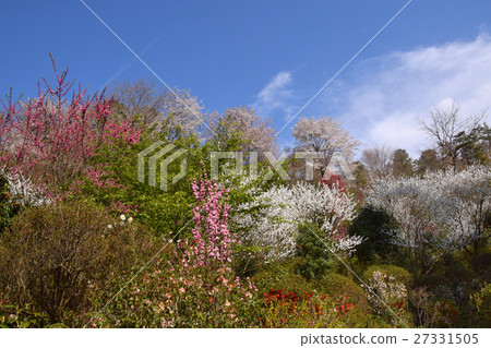 Oikuri Hanayama的春天步行 Oikuri Hanayama的春天步行 27331505