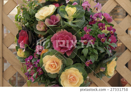 Habotan's hanging basket Habotan's hanging basket 27331758