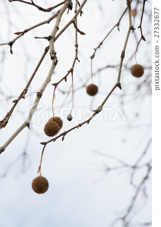 Fruit of Platanus (Momiji busses kenoki) 27332677