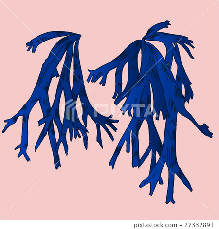 Exotic flowers set. Botanical vector vintage 27332891