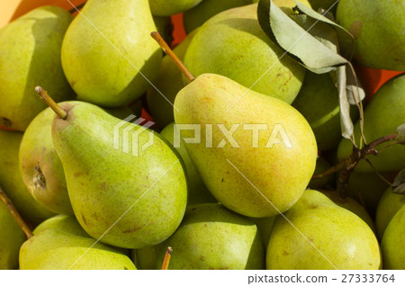 Ripe yellow and green pears in bright sunlight. Ripe yellow and green pears in bright sunlight. 27333764