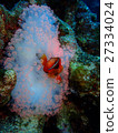 Anemone fish 27334024