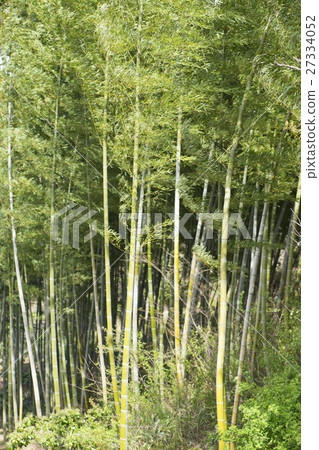 Fresh green bamboo grove in a spring breeze 27334052