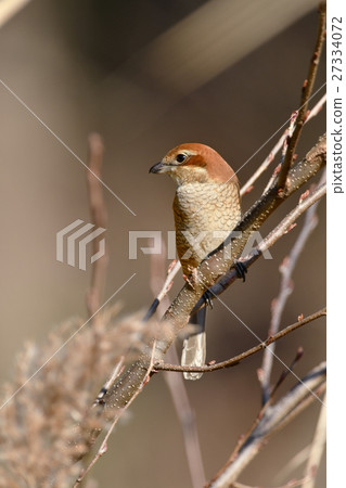 鱸魚的苔蘚 27334072