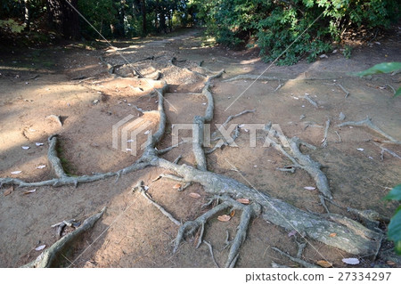 Tree root Tree root 27334297