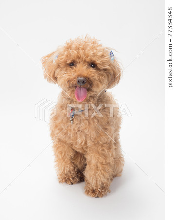 Laughing Toy Poodle 27334348