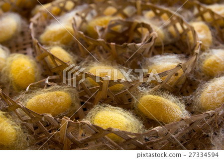 Group of silkworm in yellow cocoon stage  27334594