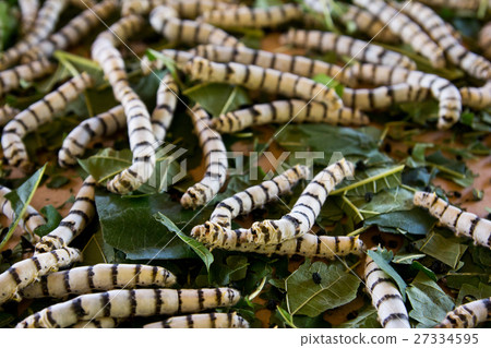 Group of silkworm in larva stage on background 27334595