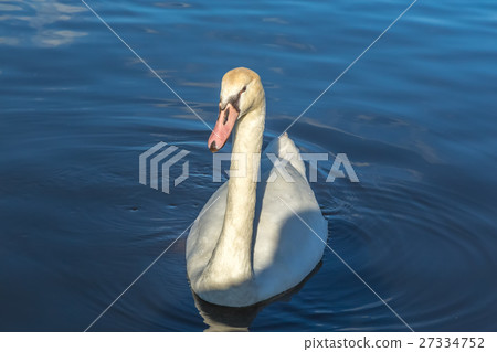 Swan in Lake Yamanaka Swan in Lake Yamanaka 27334752