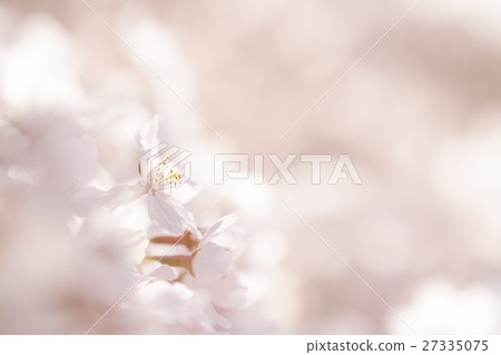 Cherry Blossoms Cherry Blossoms 27335075