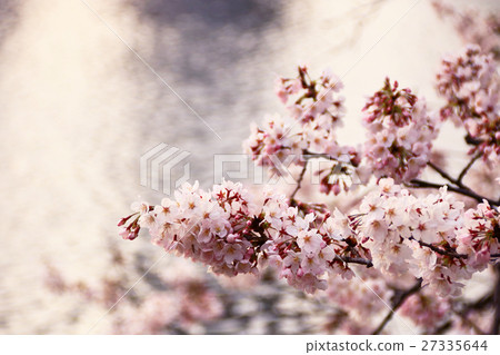 Water surface and cherry blossoms Water surface and cherry blossoms 27335644