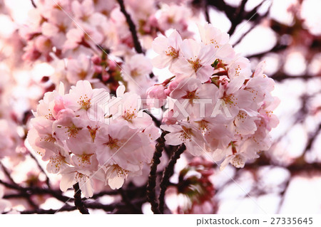 Sakura up Sakura up 27335645