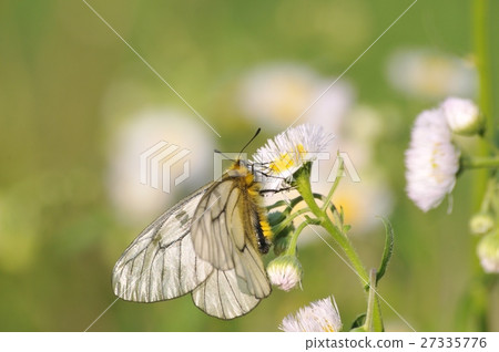 烏蘇巴族 27335776