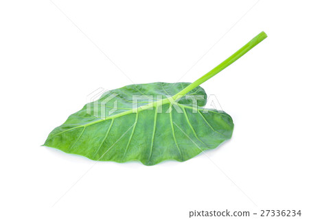 green caladium leaf isolated on white background 27336234