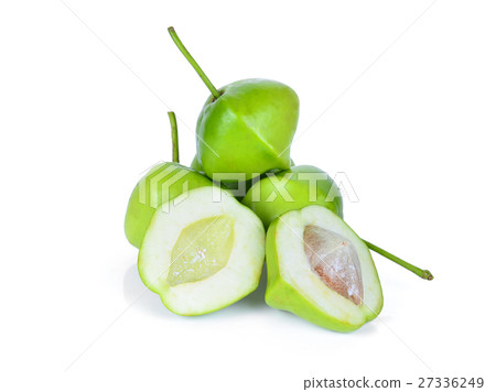 Yellow oleander; Lucky nut isolated on white Yellow oleander; Lucky nut isolated on white 27336249