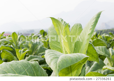 Close up Nicotiana tabacum Close up Nicotiana tabacum 27336261