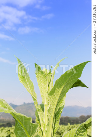 Close up Nicotiana tabacum Close up Nicotiana tabacum 27336263