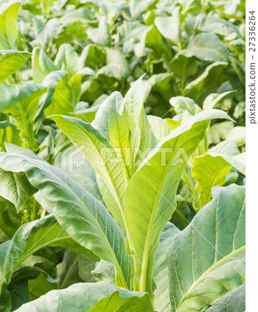 Close up Nicotiana tabacum Close up Nicotiana tabacum 27336264