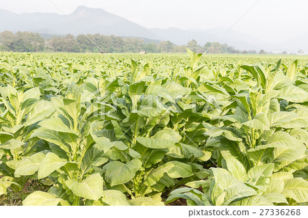 Field Nicotiana tabacum Field Nicotiana tabacum 27336268