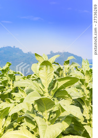 Field Nicotiana tabacum Field Nicotiana tabacum 27336269