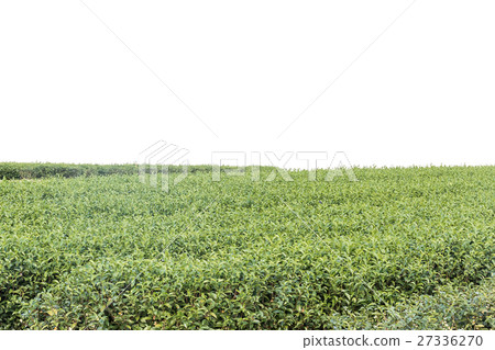 Green tea plantation Green tea plantation 27336270