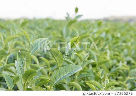 Green tea plantation 27336271