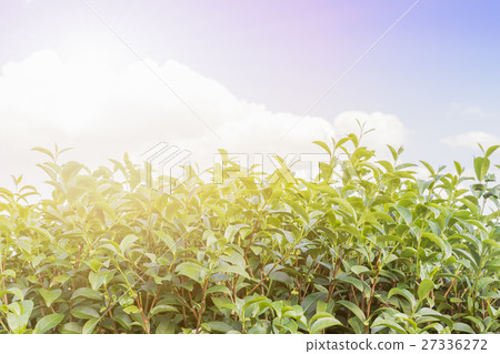 Green tea plantation Green tea plantation 27336272