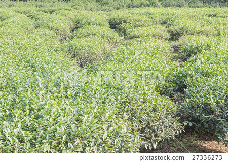 Green tea plantation Green tea plantation 27336273
