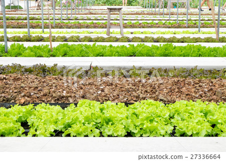 Hydroponic farm in greenhouse at Corofield 27336664