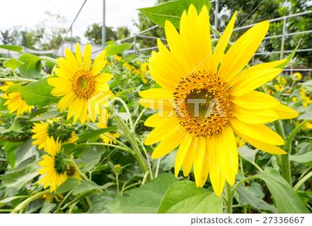 Sunflowers in farm at Suan phueng, Ratchaburi 27336667