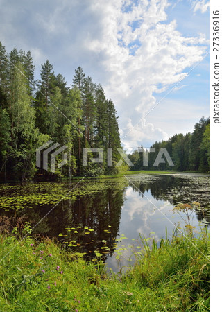Landscape forest river overgrown with water lilies  27336916