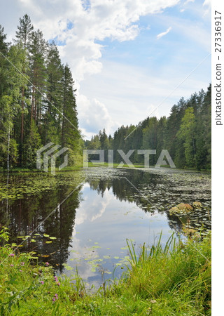 Landscape forest river overgrown with water lilies Landscape forest river overgrown with water lilies 27336917