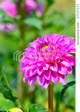 圖庫照片: dahlia on a background of flowerbeds.