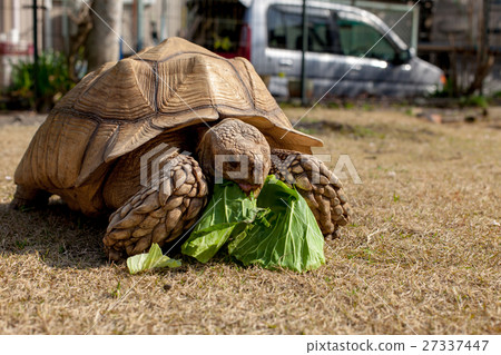 Kuzume Land Turtle Kuzume Land Turtle 27337447