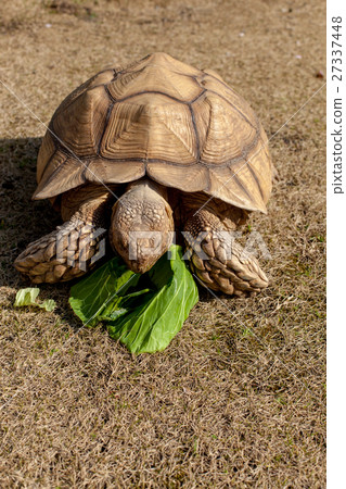 Kuzume Land Turtle 27337448