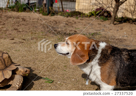 小獵犬與一隻狗 小獵犬與一隻狗 27337520