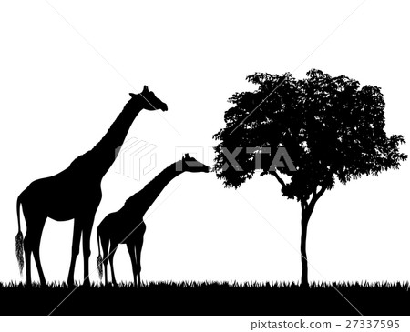 Silhouettes of giraffes and tree on white 27337595