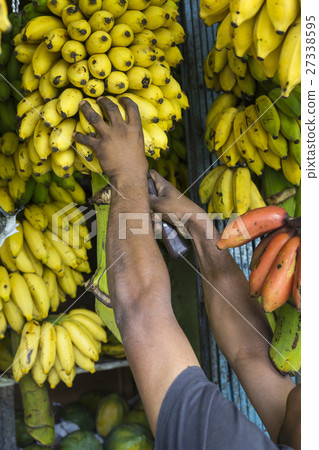 Man taking bananas at a market, Kandy, Sri Lanka 27338595