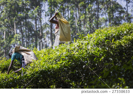 Female tea picker in tea plantation in Nuwara Eliy 27338633