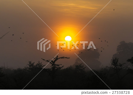 Big tree with birds silhouette sunrise red sky  27338728