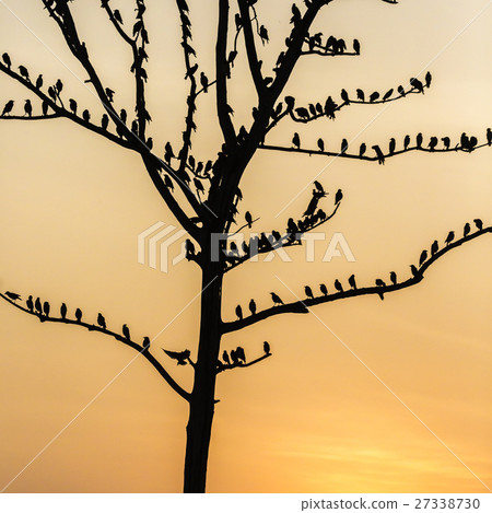 Big tree with birds silhouette sunrise red sky 27338730