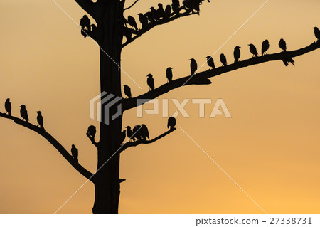 Big tree with birds silhouette sunrise red sky 27338731