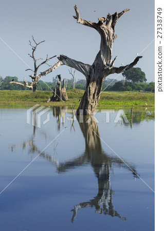 Wild landscape at morning time. 27338749