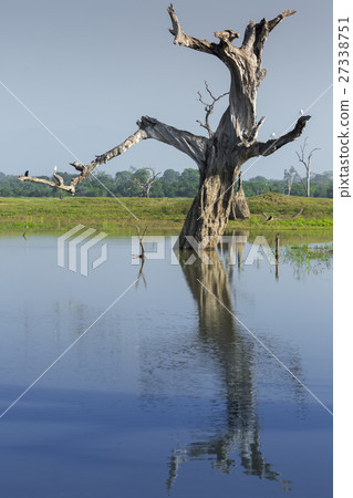 Wild landscape at morning time. 27338751